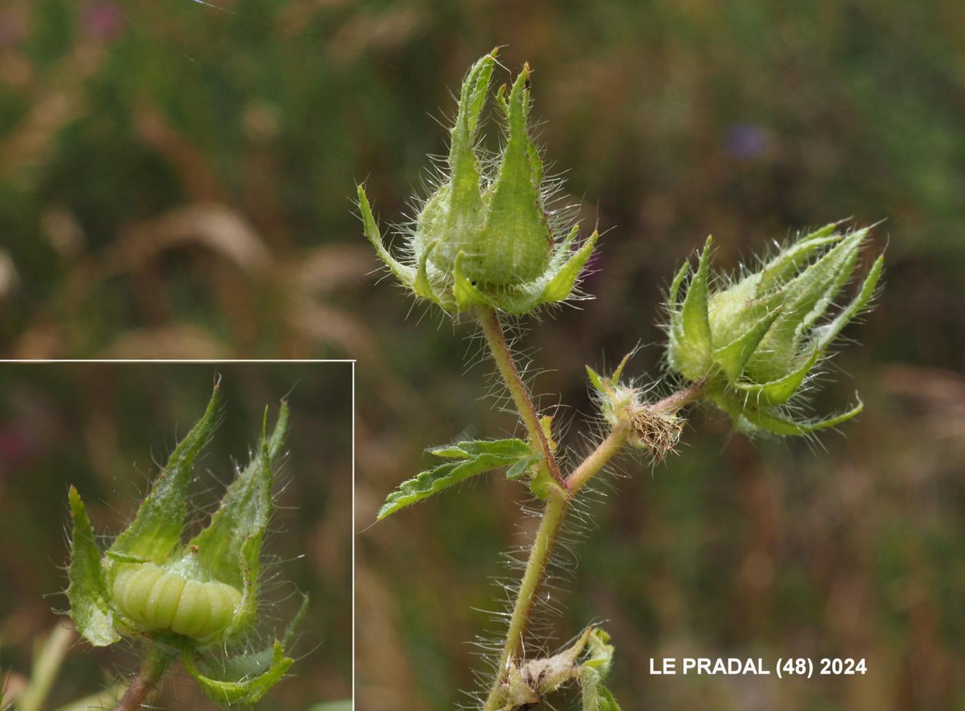 Mallow, Hairy fruit